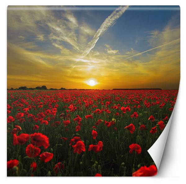 Fototapete Mohnblumen Wiese Natur 100 x 100 cm