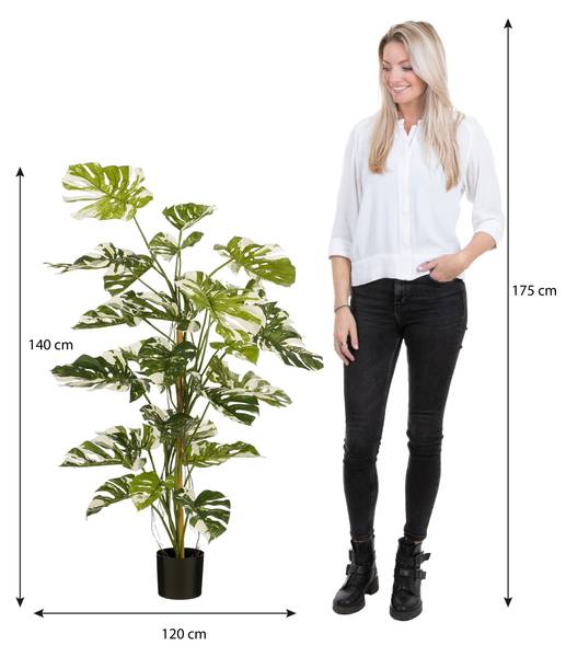 hängende monstera Monstera adansonii 