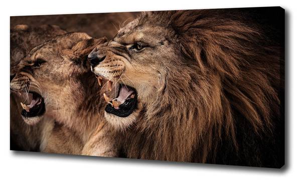 Wandbild Brüllende Löwen Braun - Mischgewebe - 100 x 50 x 4 cm