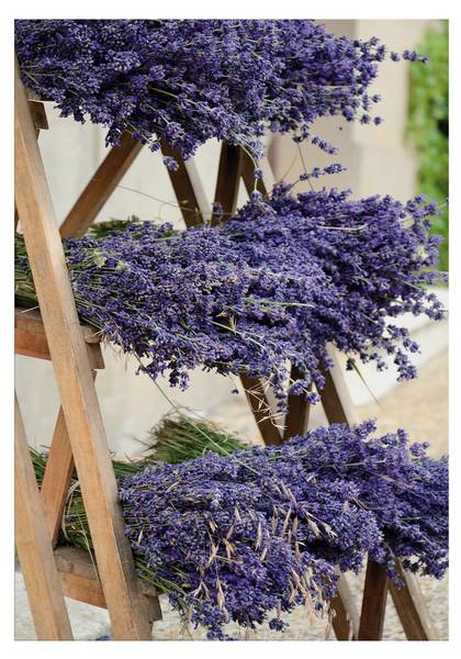 Leinwandbild Getrockneter Lavendel Violett - Baumwollstoff - 50 x 70 x 1 cm