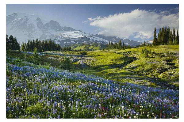 Akustikbild Bergwiese mit Blumen 210 x 140 cm