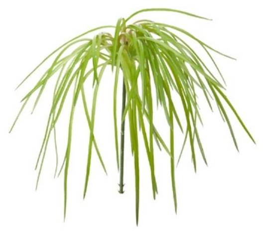 Feuillage fallende Gräser  CO171868 Grün
