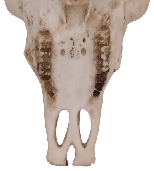Deko Schädel Q10 Beige - Polyresin - 42 x 42 x 13 cm