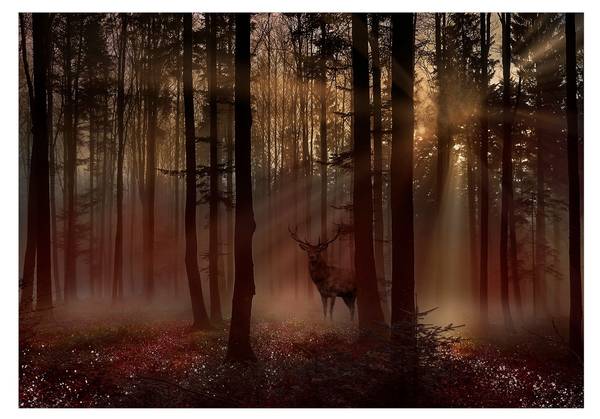 Vliestapete Wald & Bäume Or 200 x 140 cm