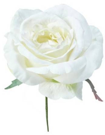 Rosenstiel Einstecken  CO171886 Weiß