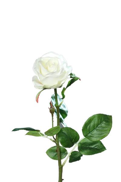 Künstliche Rose Alexandros Weiß - Kunststoff - 1 x 66 x 1 cm