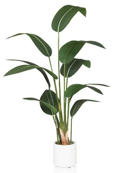 cycas revoluta zimmerpflanze Angebot: Cycas Revoluta 60-70 cm  Exotischer Sagopalmfarn, Pflegeleichte  Zimmerpflanze fr Ihr Zuhause
