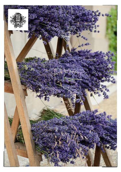 Leinwandbild Getrockneter Lavendel Violett - Baumwollstoff - 50 x 70 x 1 cm