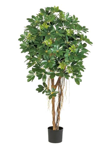 Künstliche Schefflera Olaf Beige - Kunststoff - 70 x 170 x 70 cm