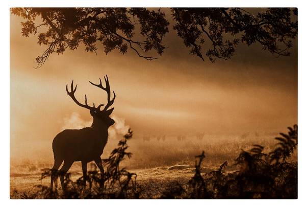 Akustikbild Hirsch Winterwald 150 x 100 cm