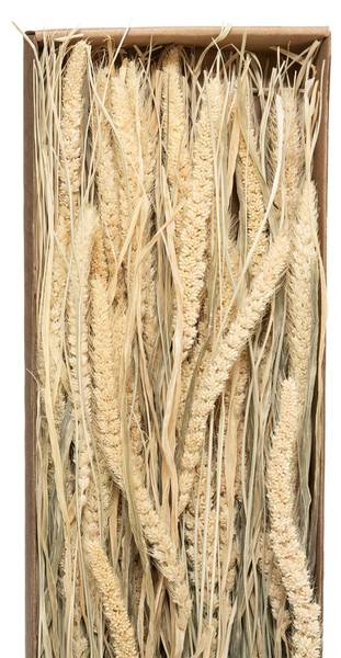 Bouquet fleurs séchées LUANA Beige - Fibres naturelles - 2 x 60 x 12 cm