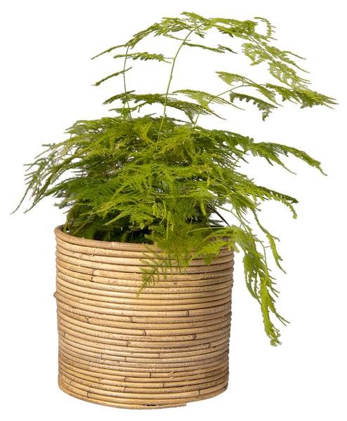 Pflanzenhalter Reynasi Braun - Rattan - 26 x 22 x 26 cm
