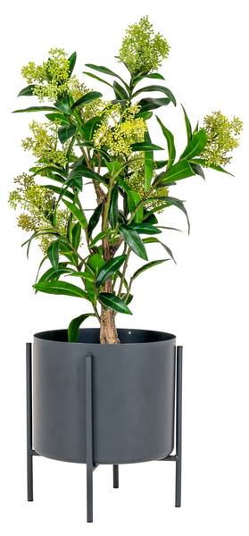 Künstliche Pflanze Skimmia Grün - Polypropylen - 40 x 75 x 40 cm