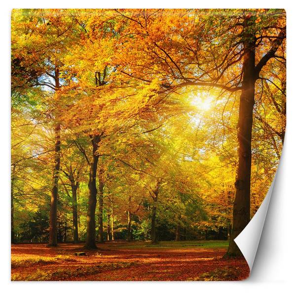 Fototapete Herbstwald im Sonnenschein 200 x 200 cm