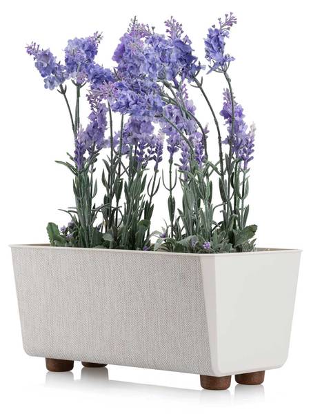 Blumentopf Aloe Texelle Creme