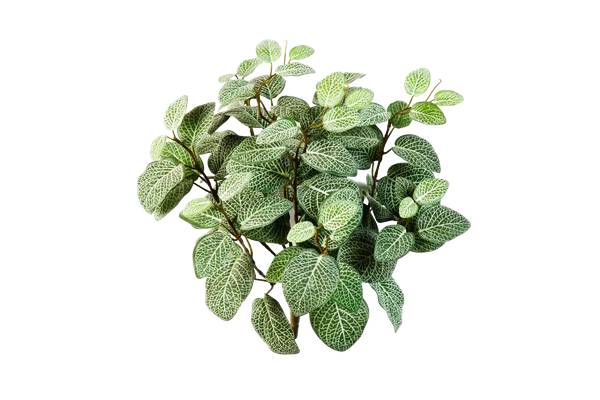 Künstliche Fittonia Fit Beige - Kunststoff - 27 x 40 x 27 cm