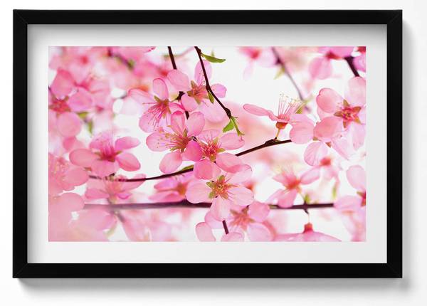 Bild Rosa Frühlingsblüten Schwarz - 60 x 40 cm