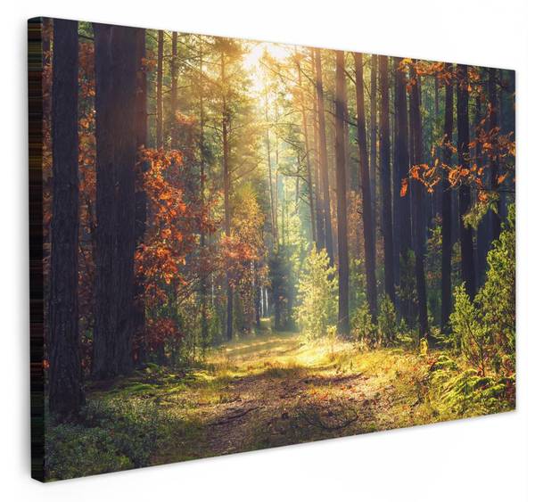 CANVAS SCHILDERIJ Bospad 120 x 80 cm