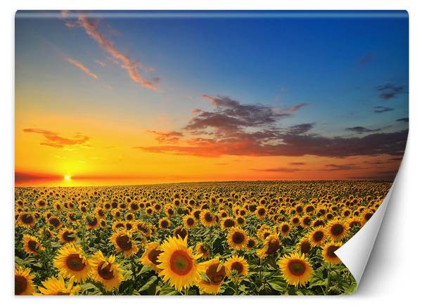 Fototapete Sonnenblumen Feld Natur 300 x 210 cm