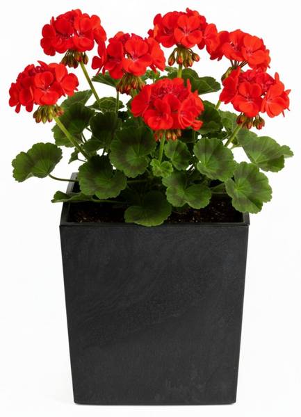 Blumentopf Flore 3er-Set Schwarz
