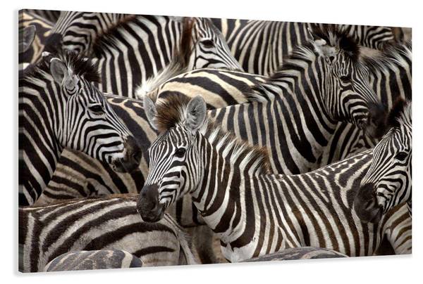 Leinwandbild ZEBRA Grau - Textil - 120 x 80 x 2 cm