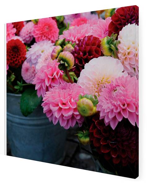 Leinwandbild Dahlia Pink - Baumwollstoff - 50 x 50 x 2 cm
