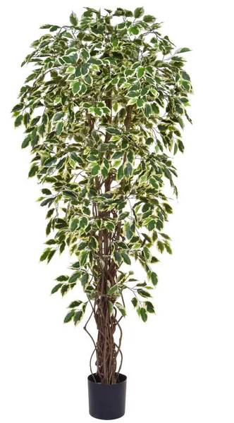 Künstlicher Ficus Rosemarie Grün - Kunststoff - 80 x 180 x 80 cm