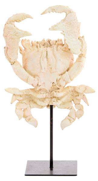 Ornament CRAB Orange - Kunststoff - 13 x 43 x 23 cm