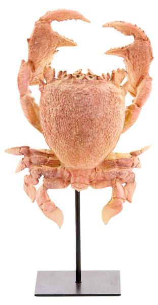 Ornament CRAB Orange - Kunststoff - 13 x 43 x 23 cm