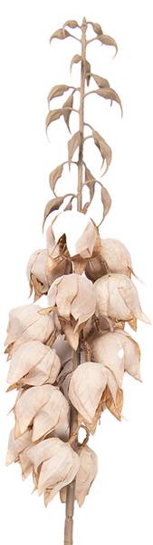Kunstblume 93173 Beige - Kunststoff - 12 x 100 x 12 cm