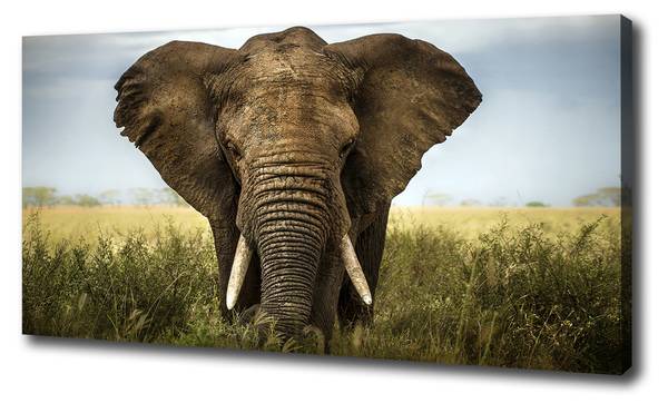 Wandbild Elefant Savanne Braun - Mischgewebe - 100 x 50 x 4 cm