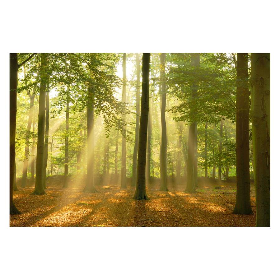 PapierMdfGrün Lichterwald Lichterwald Bild PapierMdfGrün Bild Bild Lichterwald Bild Lichterwald PapierMdfGrün PapierMdfGrün Yfb7gv6y