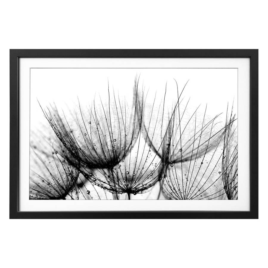 Massivholz LindeSchwarzWeiß Of Detail Bild Dandelion OuPkXZiT