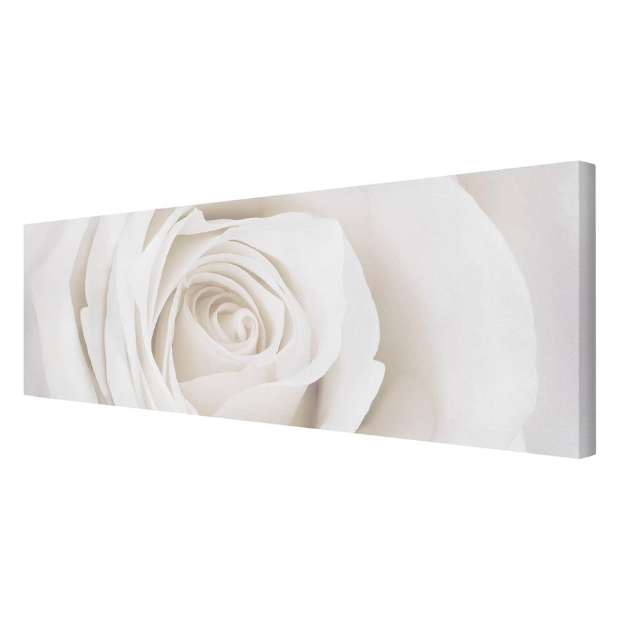 30 Pretty Cm Rose I LeinwandMassivholz 90 FichteMehrfarbig X White Bild uiwTOPZkX