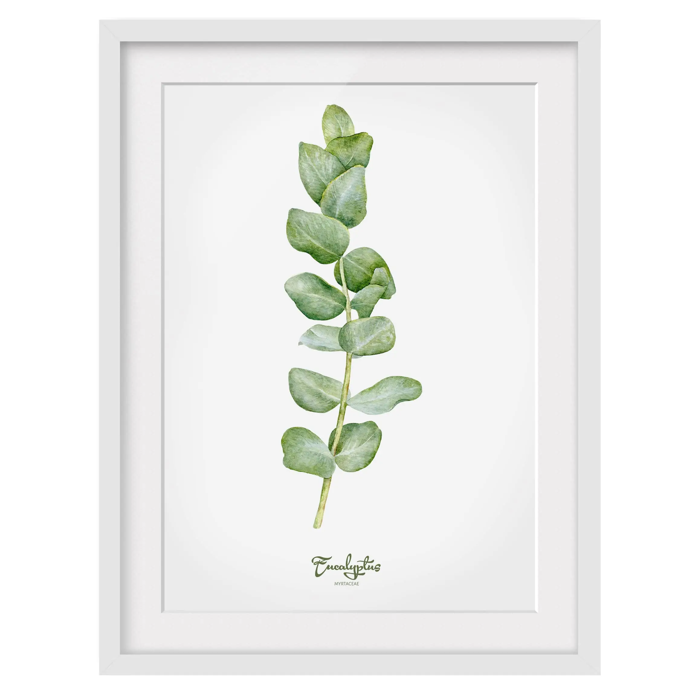 Bild Aquarell Botanik Eukalyptus II | Bilder