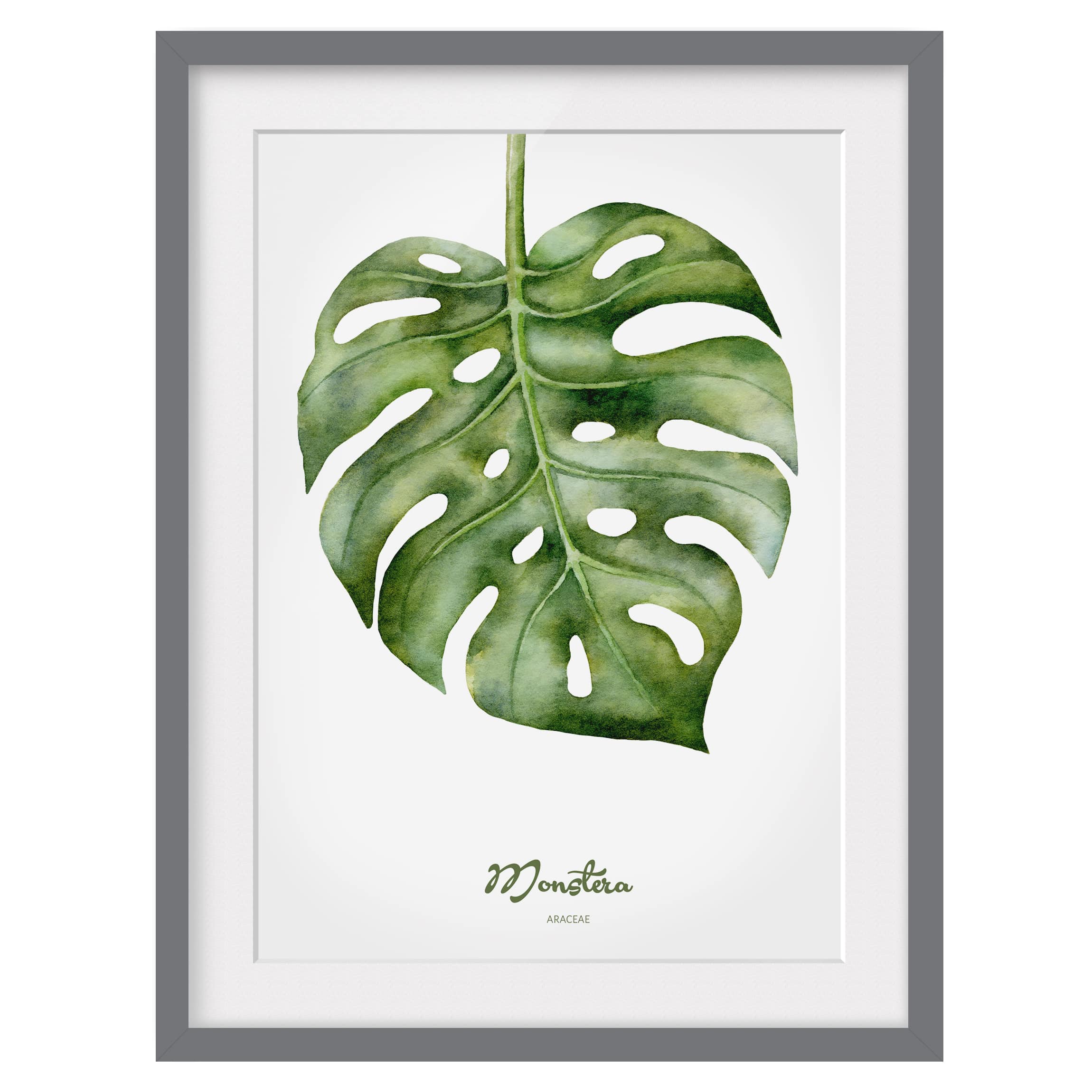 Impression d’art aquarelle Monstera III
