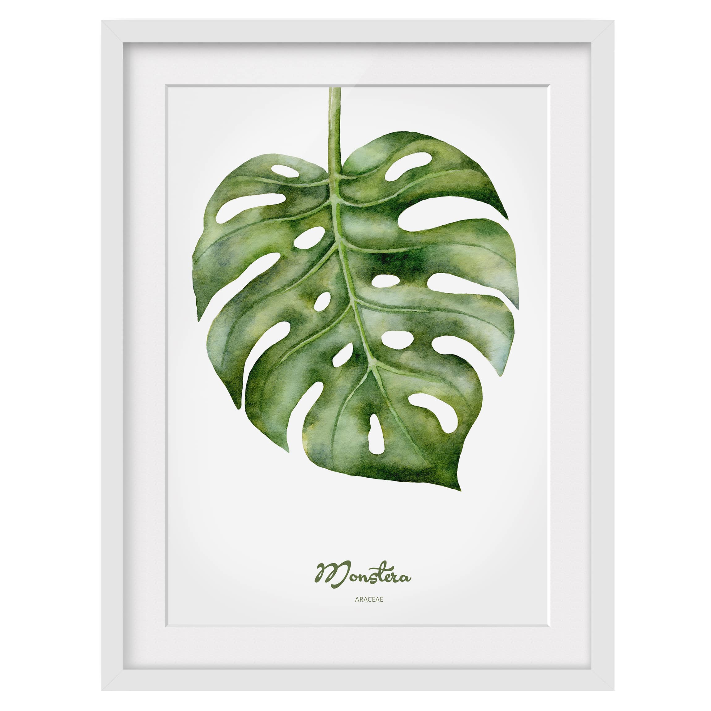 Impression d’art aquarelle Monstera II