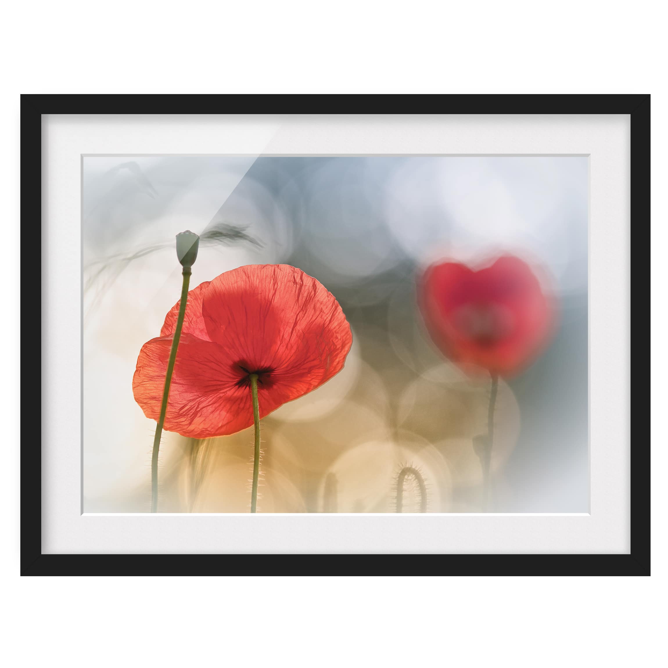 Tableau déco coquelicots le matin I