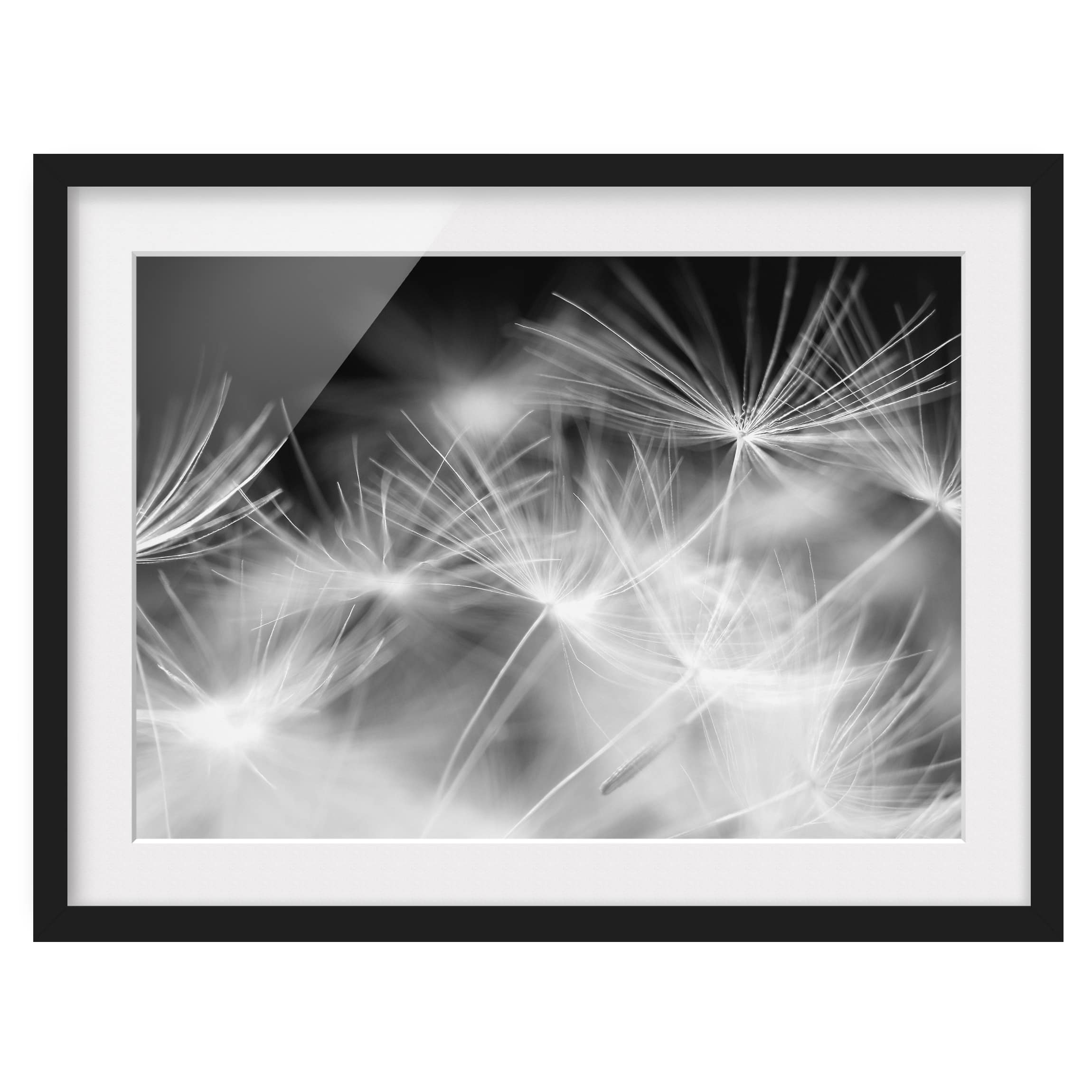 Tableau déco pissenlit I