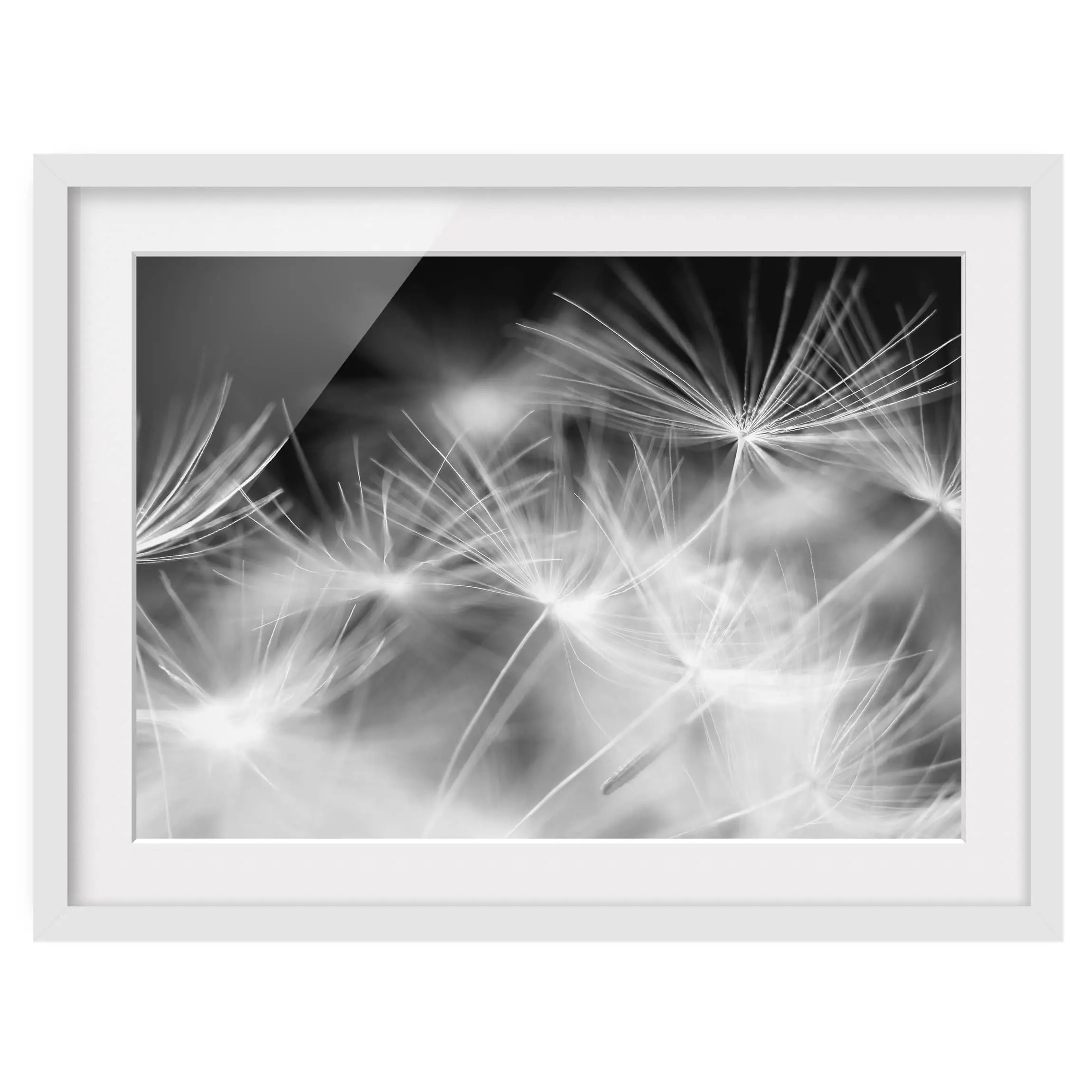 Pusteblume II Bild