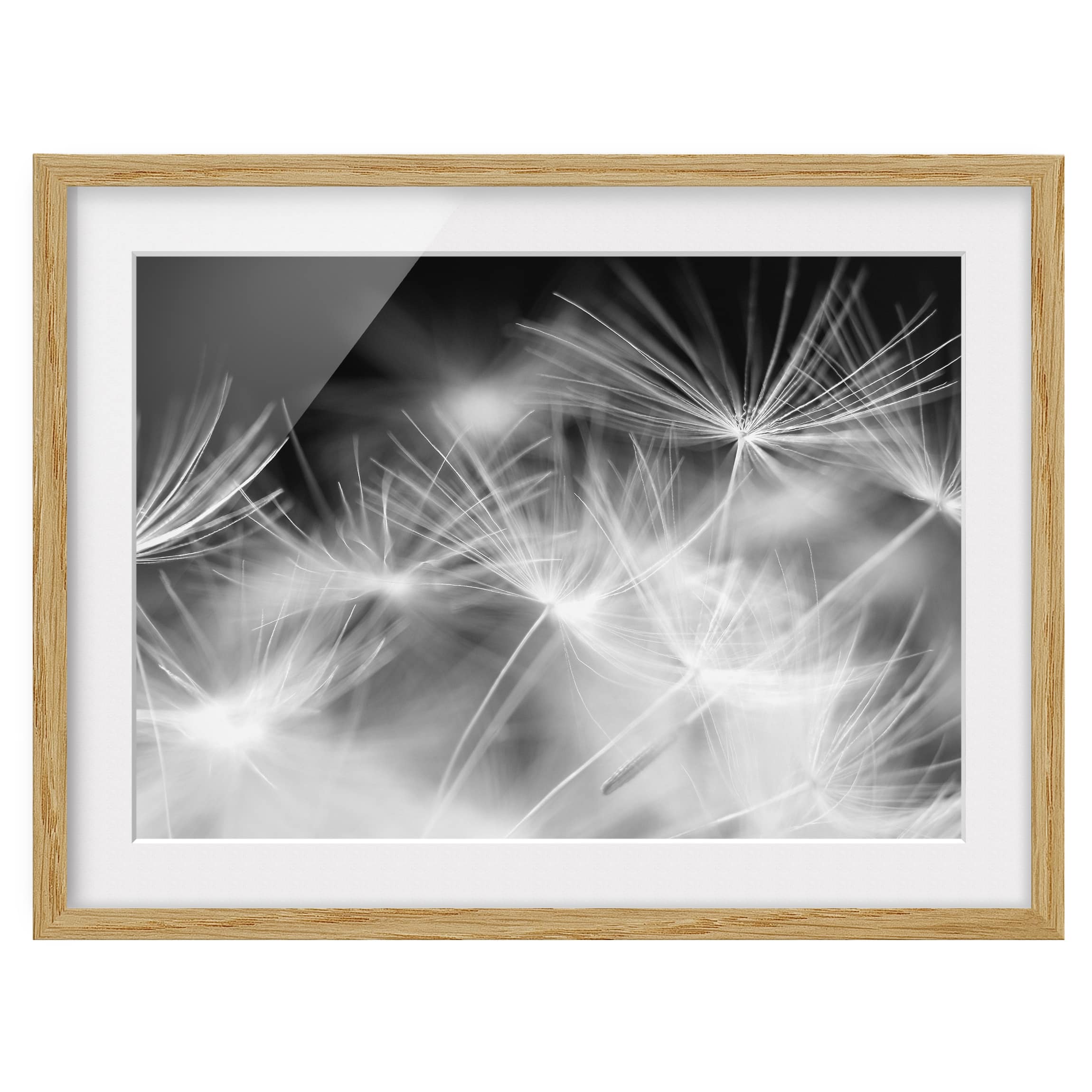 Tableau déco pissenlit IV