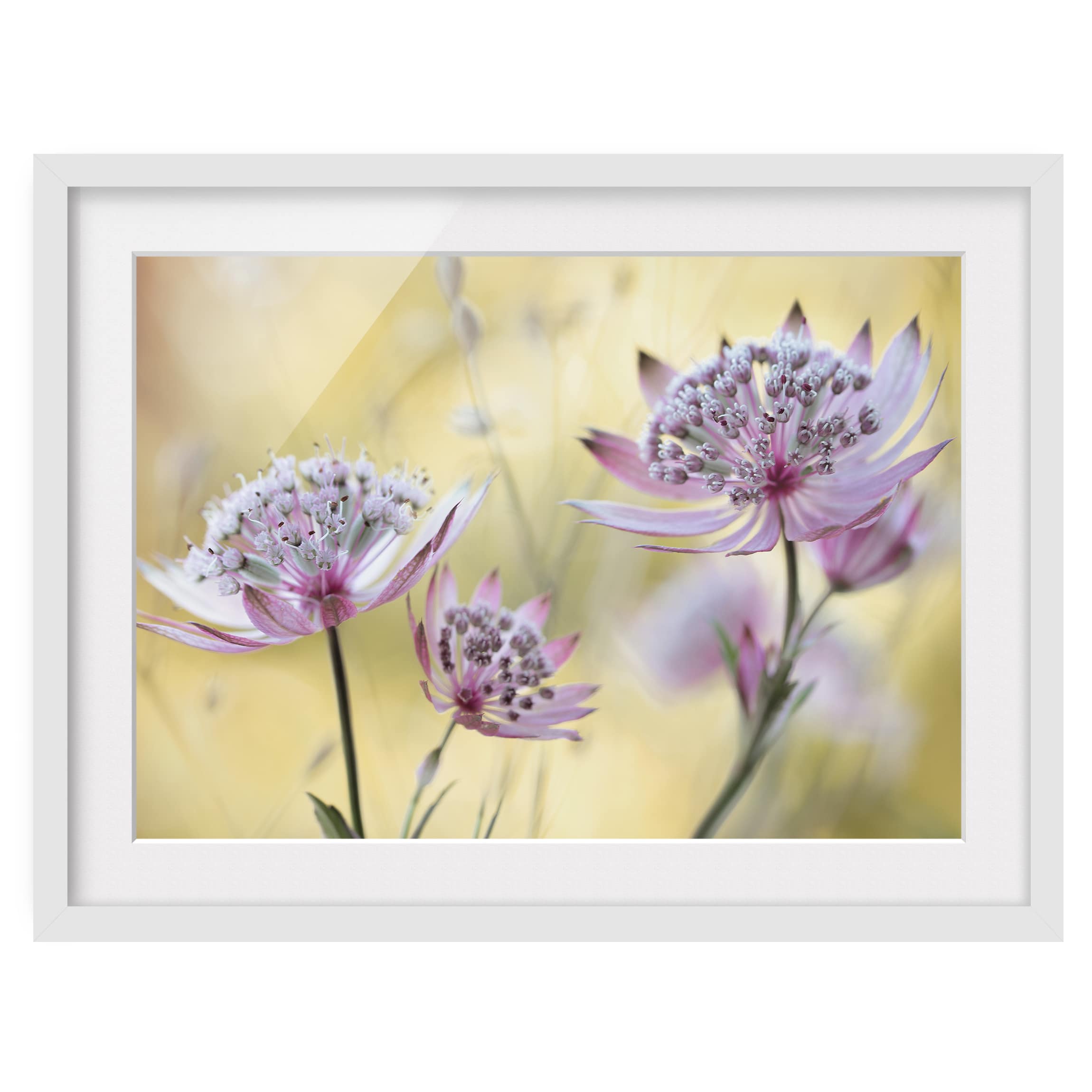 Impression d’art Astrantia Major II