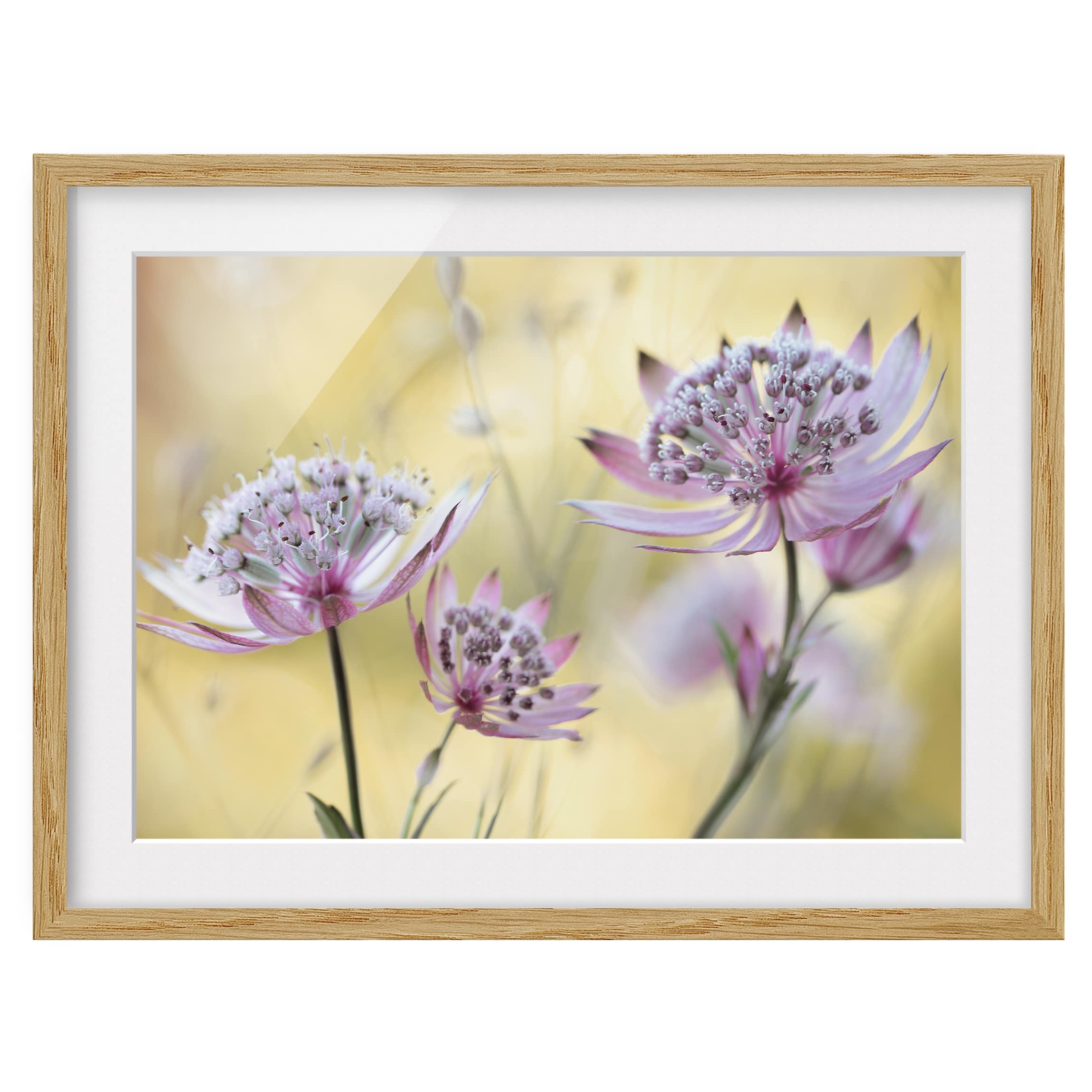 Impression d’art Astrantia Major IV
