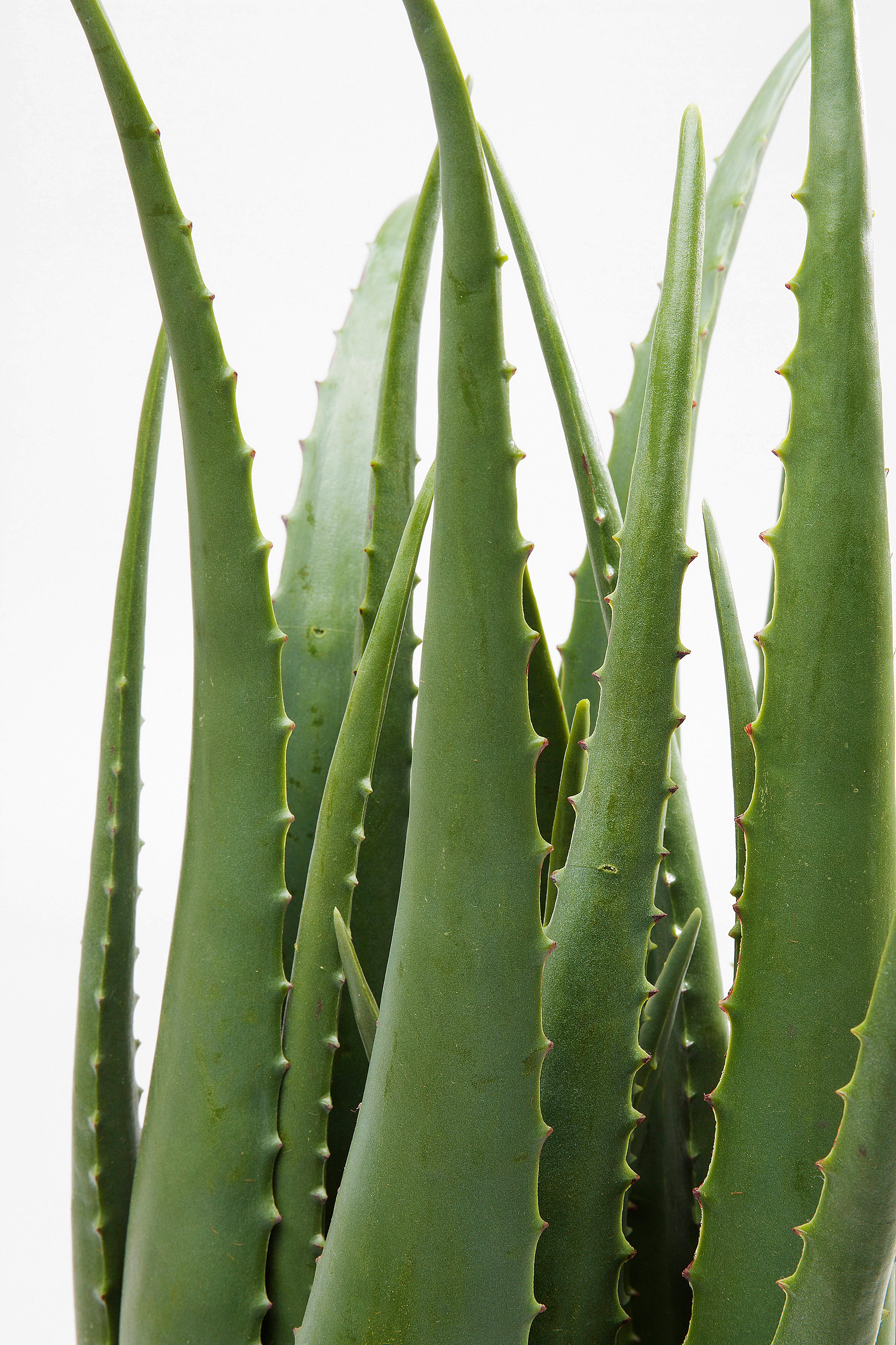 aloe vera toner Buy Dr Rashel Aloe Vera Toner – Hydrate & Smooth Skin main image 0