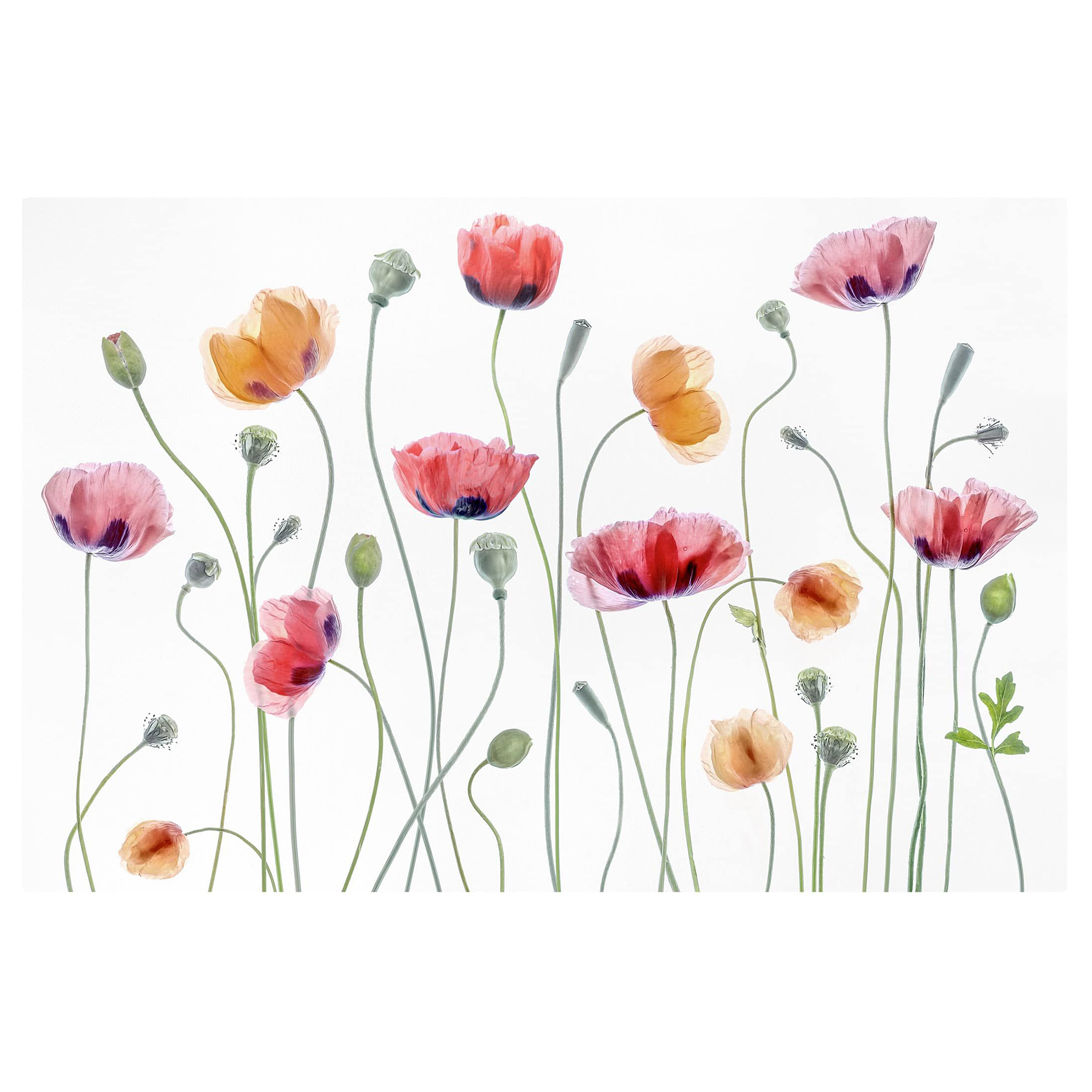 Impression Sur Toile Coquelicots 60x60 Cm Par L'artiste Bruni - Reproduction Contemporaine