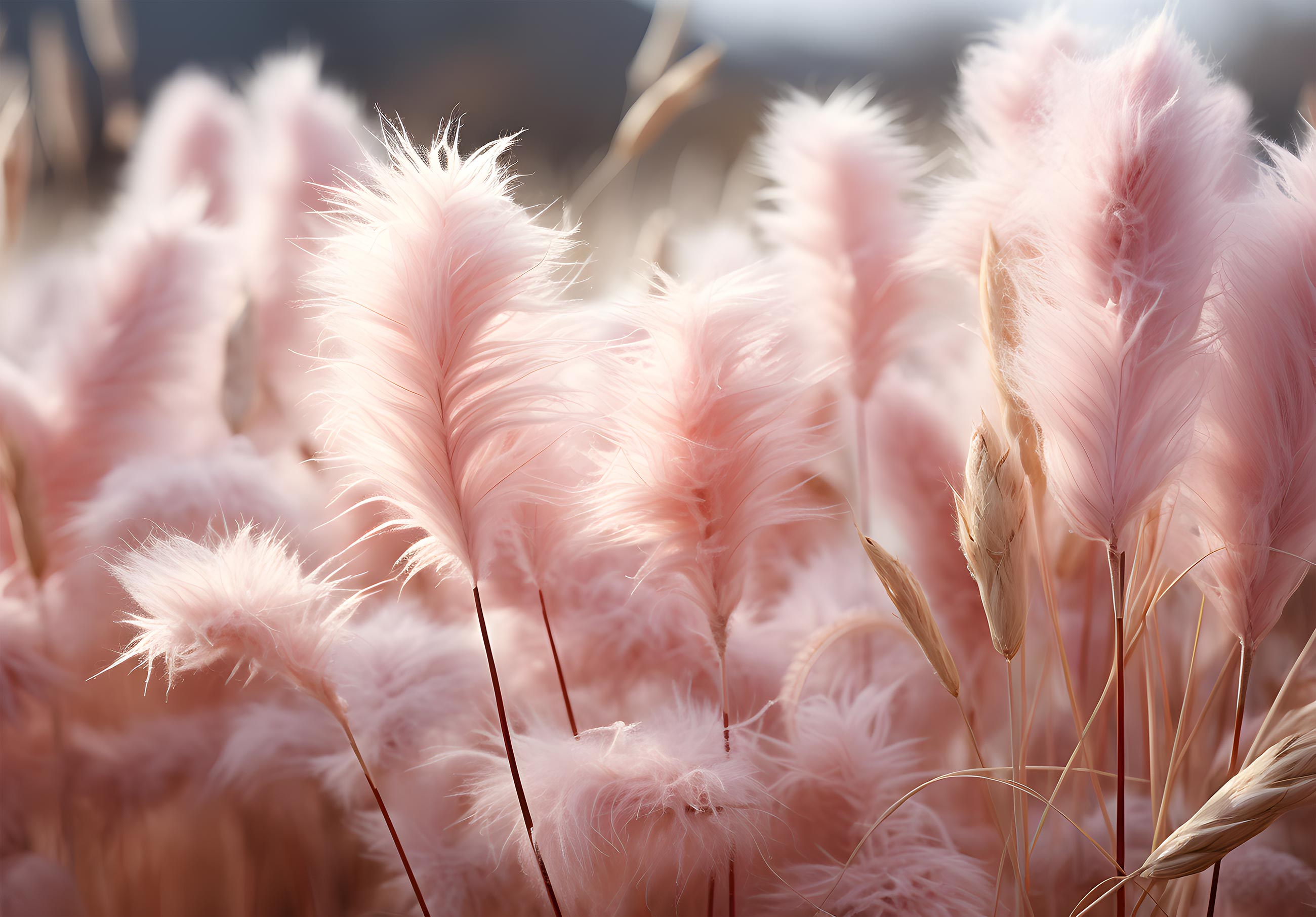 37+ Rosa Pampasgras Kaufen, Das rosa pampasgras blüht von juli bis