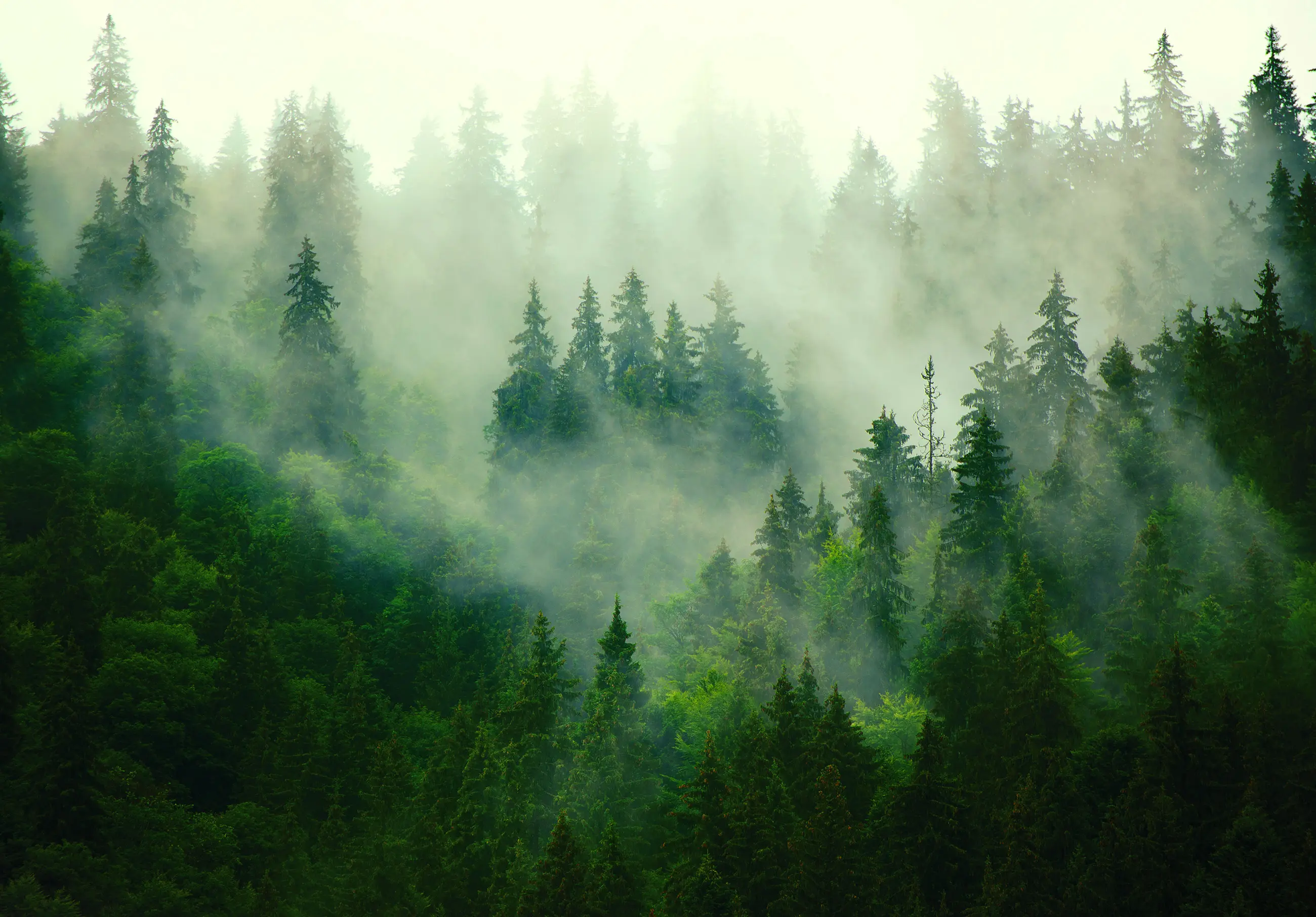 Vlies Fototapete Tapete im Nebel Wald