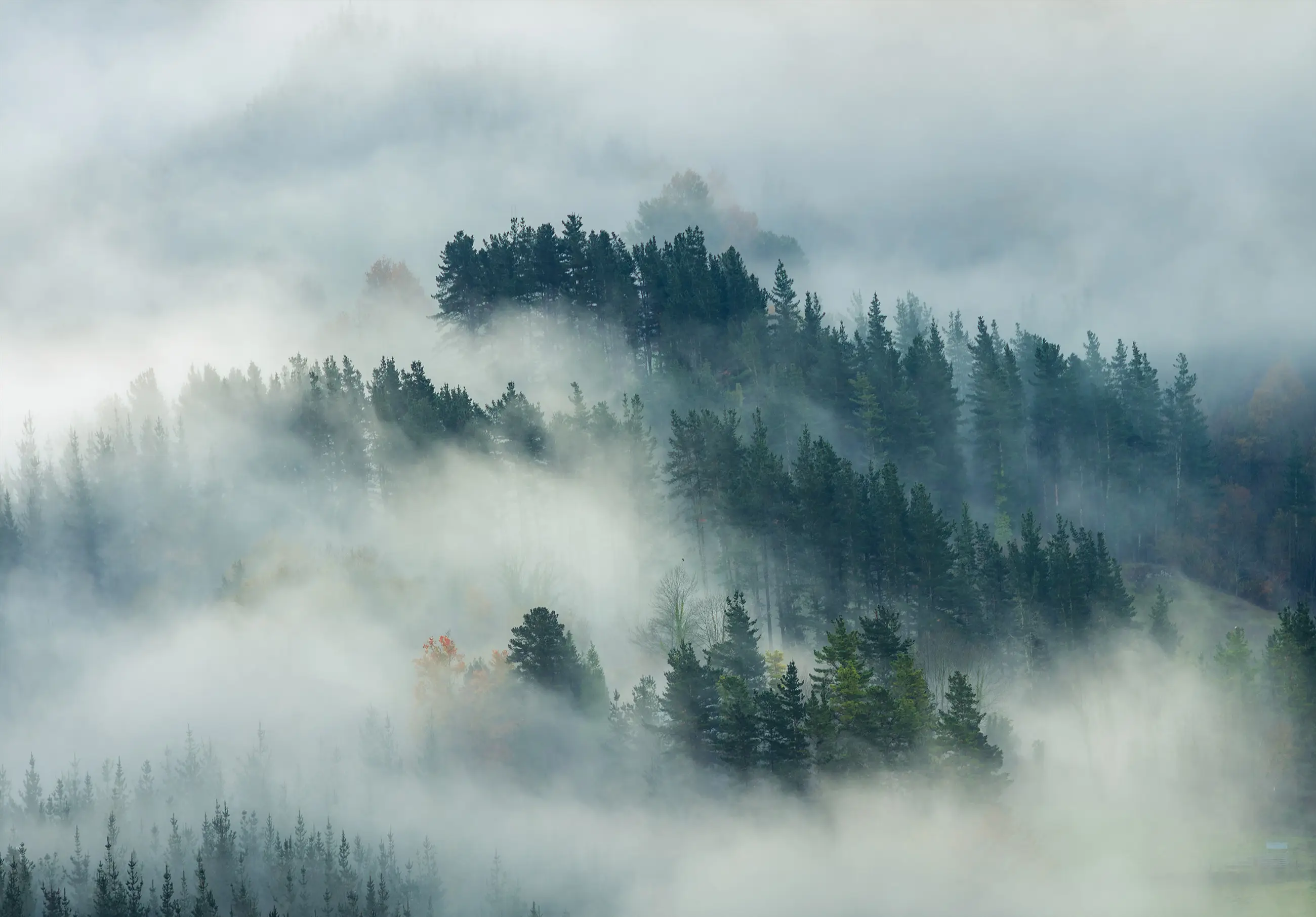 Vlies im Wald Natur Fototapete Nebel