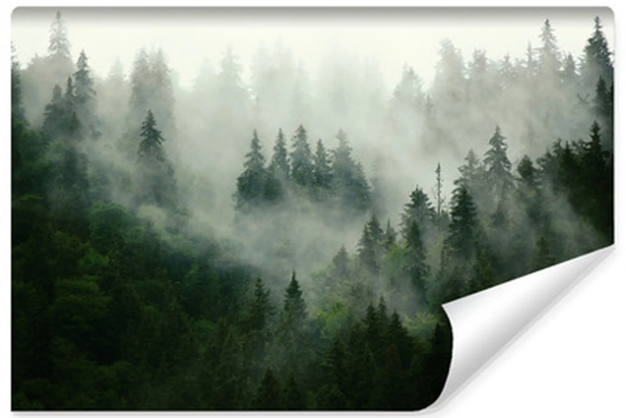 Fototapete Wald im Nebel Landschaft 3D