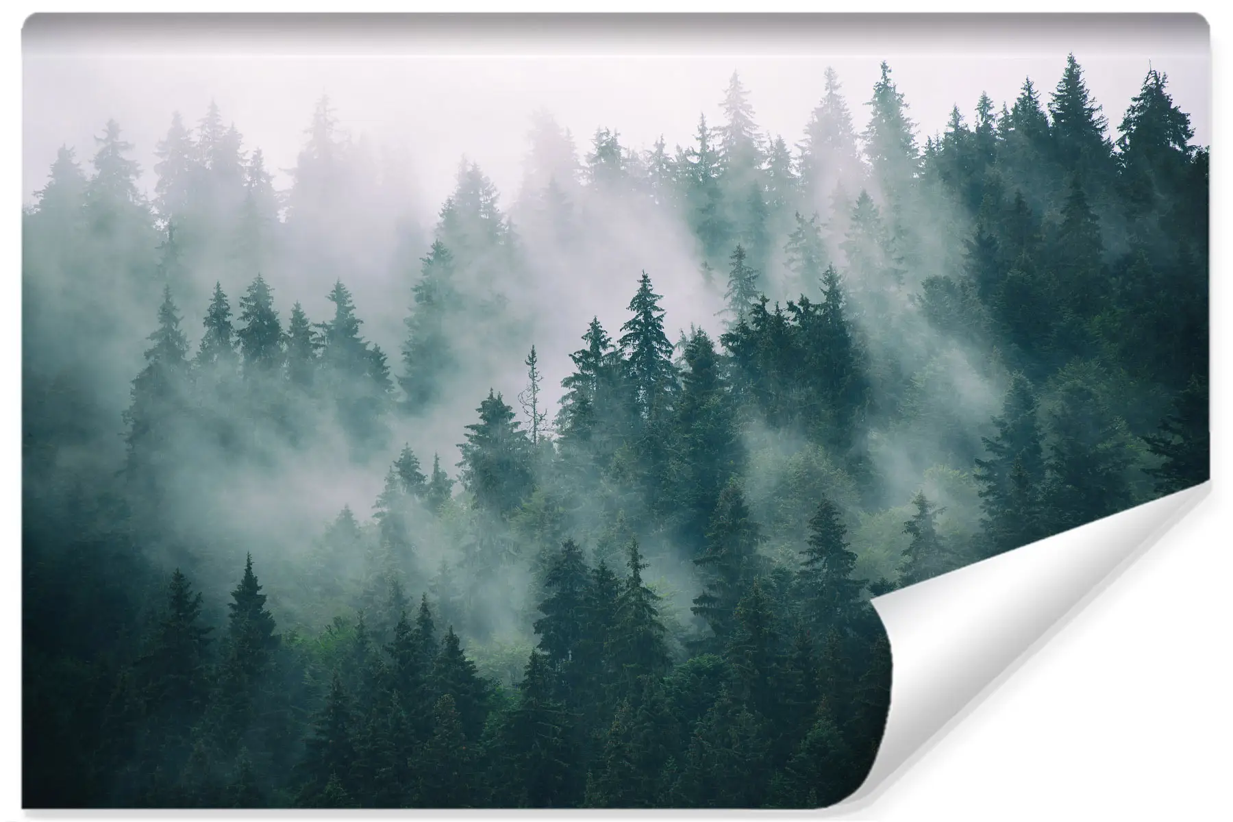 Fototapete Wald Natur Nebel im 3D